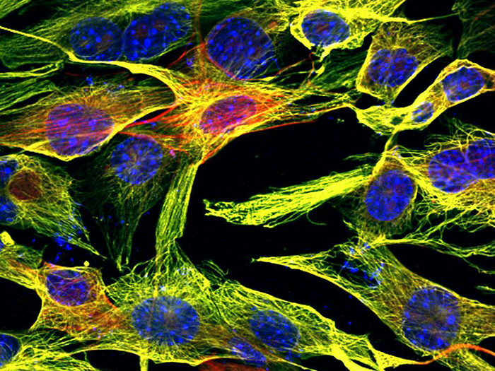 光子学如何助力生命科学的精准应用